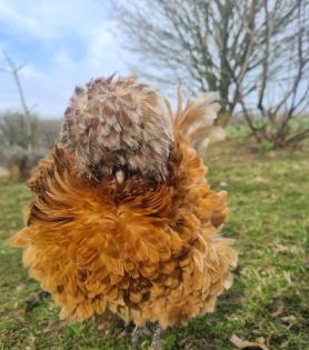 Bruteier von US Silkie Seidenhühnern 2, 50 Euro gestruppt