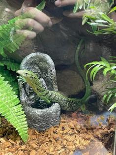 Terrarium und Varanus prasinus männchen