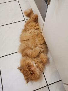 Deckkater Garfield
