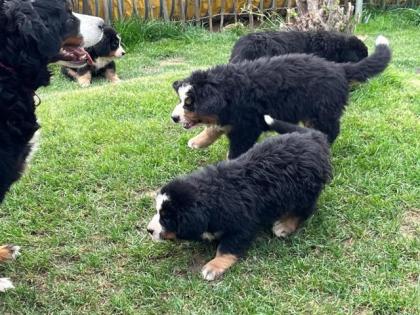 Berner Sennenhund Welpen suchen noch ein Zuhause