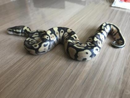 Lemon Pastel Granite HDGW Fader 50 het. Piebald 4 female python regius