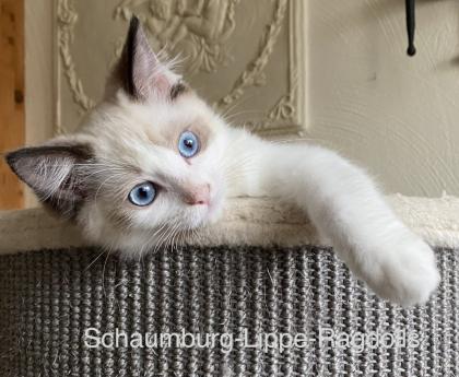 Ragdoll Kitten mit Stammbaum -Abgabebereit -