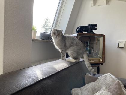 Kater kastriert 1 Jahr mit viel Zubehör