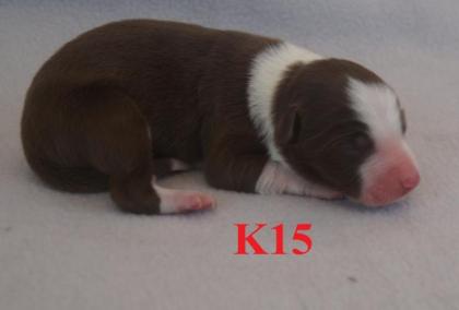 Reinrassige Border Collie Welpen mit Ahnenliste