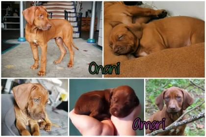 Pigmentstarke Livernose Rhodesian Ridgeback Welpen