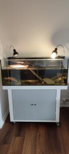Chinesische Dreikielschildkröte mit Aquarium Unterschrank, Zubehör uvm. abzugeben