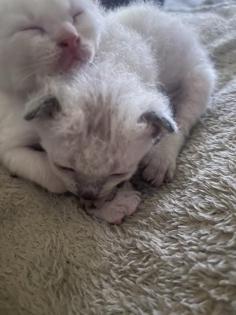 Sphynx Gummi, brush und Velours