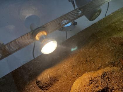 Leopardgecko Weibchen Paar Terrarium und Equipment