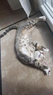 2 kleine Kater suchen ein schönes und sicheres Zuhause