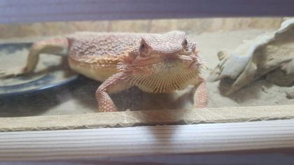 Bartagame und Terrarium mit Zubehör zu verkaufen