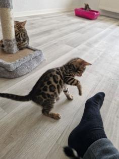 Reinrassige Bengalkitten abzugeben