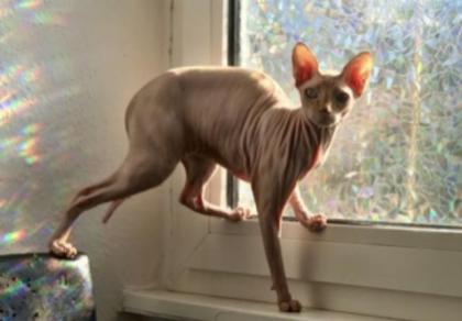 2 Don Sphynx Katzen 6 und 8 suchen ein Zuhause