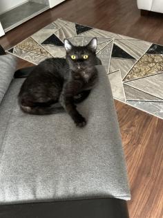 BKH Katzen Sie sind Geschwister
