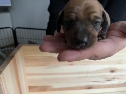 Dackelwelpen suchen ein Zuhause