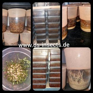 Drosophila, Springschwänze, Blattläuse, Asseln
