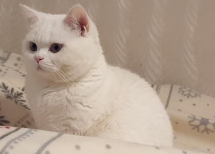 Deckkater BKH weiß mit blauen Augen Kein Verkauf