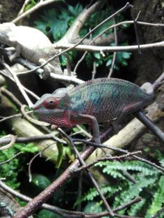 Furcifer Pardalis, Ambilobe, Pantherchamäleon