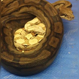 Boas suchen ein neues zu Hause