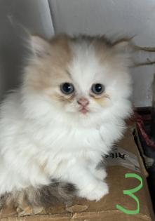 Persicher baby kitten