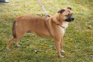 PILA - weiblich 4 Jahre 39 cm 14 kg Mix Gechipt Kastriert