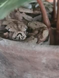 Boa constrictor imperator