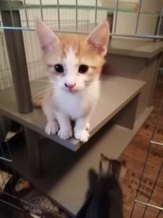 Katzenbabys, Kitten, Katze