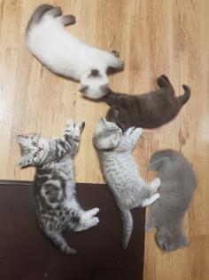BKH Kitten Britisch Kurzhaar