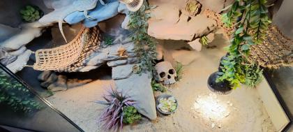 Terrarium mit Bartagamen Päarchen Premium Eigenbau, eyecatcher