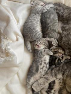 Bkh kitten Gold black tabby