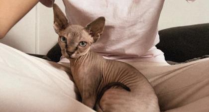 Canadian Sphynx Katze