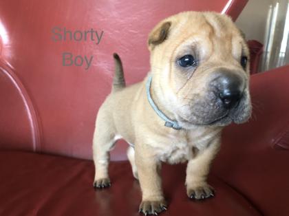 Süße kleine Shar Pei Welpen