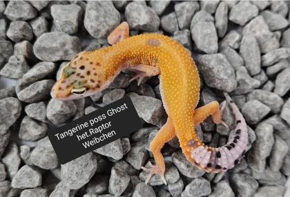 Tolle Leopardgecko Jungtiere aus 2023