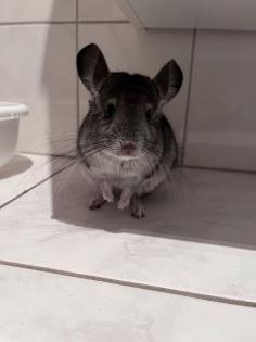 Ein neues Zuhause für zwei süße Chinchillas suchen