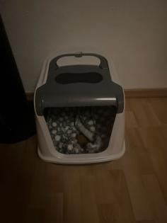 Katzen Toilette