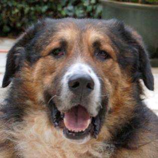 WOFFY - Mischling, Männlich, 4 Jahre, 66 cm, 38 kg, Gechipt, Kastriert