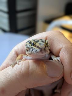 Leopardgeckos / Geckos aus Rostock