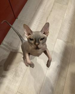 Sphynx Kitten mit Tasthaaren