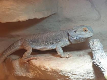 Bartagame, männlich, 3 Jahre alt