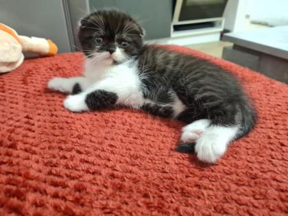 Scottish katzen lange und kurze Haare