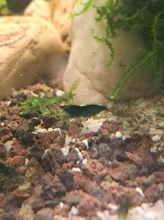 Neocaridina davidi Dark GreenJade Süßwasser Garnelen