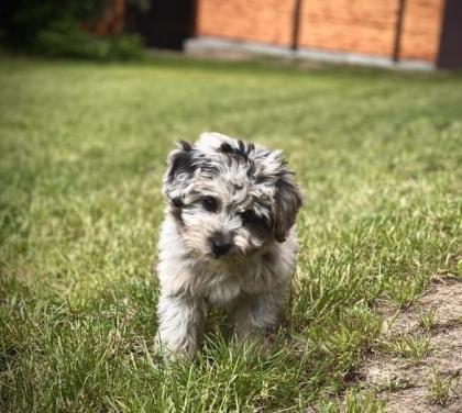 Aussiedoodle Mini Aussie Kleinpudel