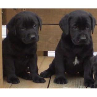 Schöne Labrador Welpen