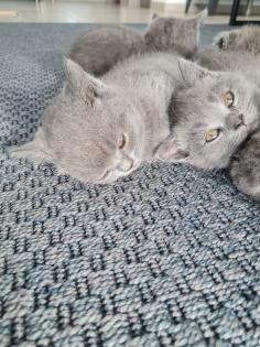 Schöne BKH Kitten grau nur noch 1 Junge frei