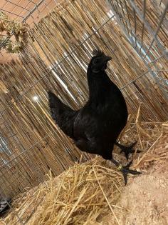 Schwarze Hühner Hahn und Hennen