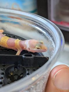 Leopardgeckos aus Rostock