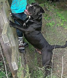 Old English Bulldog Deckrüde