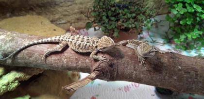 Bartagame Progona Viticeps 8 Wochen jung