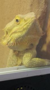 Bartagame mit Terrarium und Unterschrank
