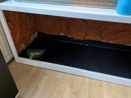 2 Königsphyton mit Terrarium umständehalber abzugeben