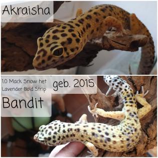 Leopardgecko von Privat